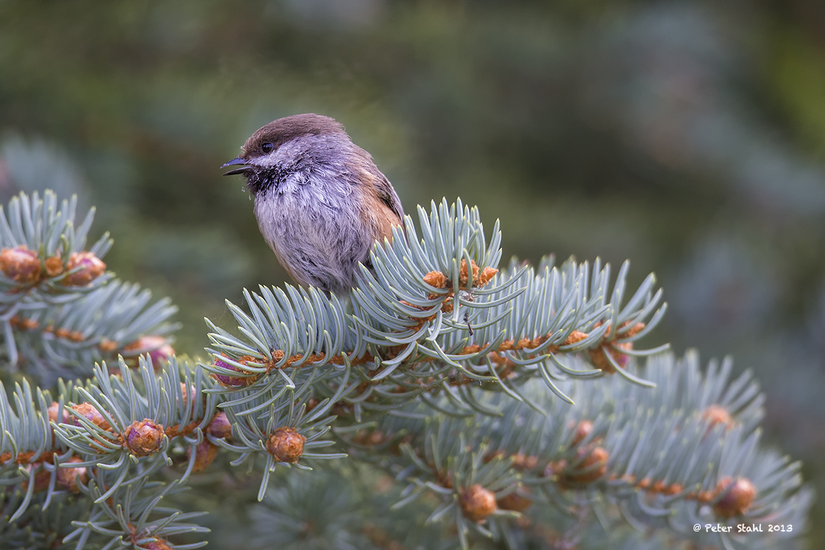 Boreal Chickadee.jpg