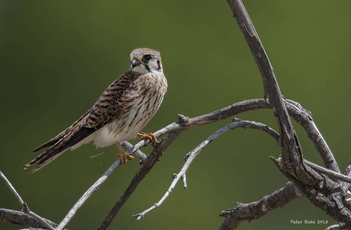 Kestrel.jpg