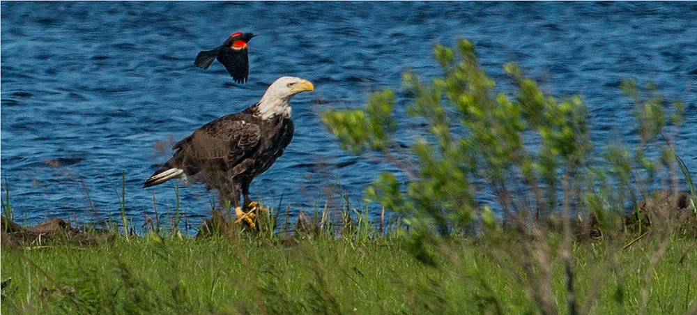 Bald Eagle  