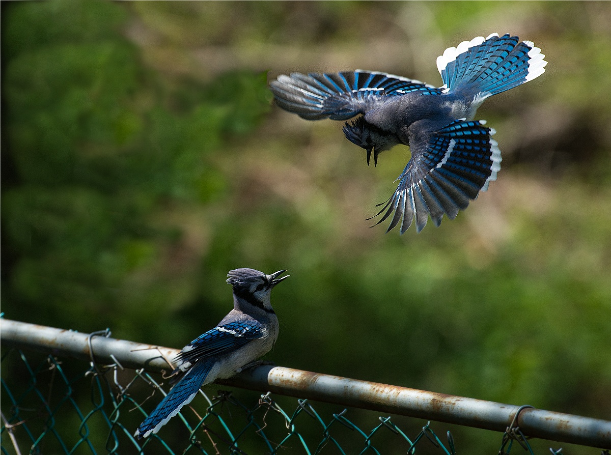 Blue Jay  