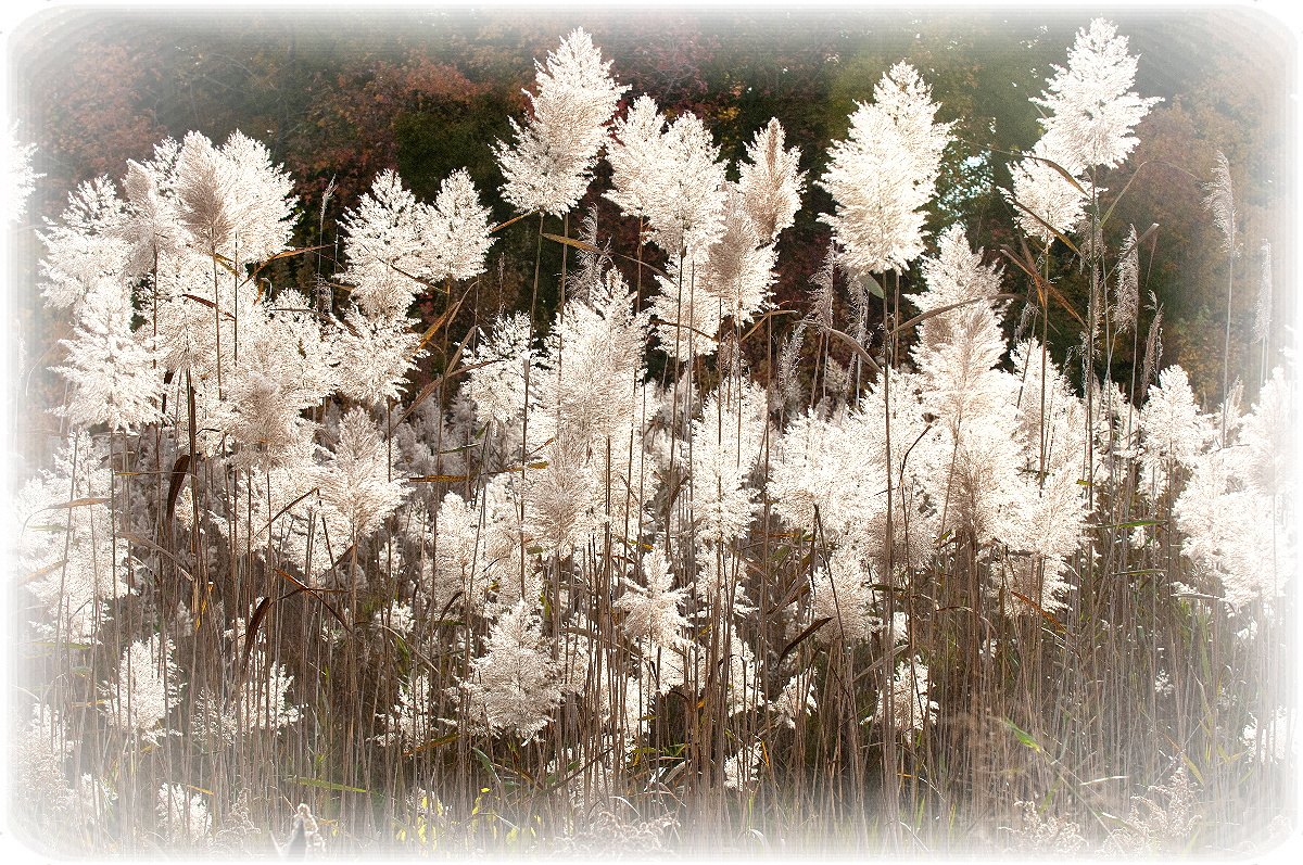 Ravenna Grass  ?