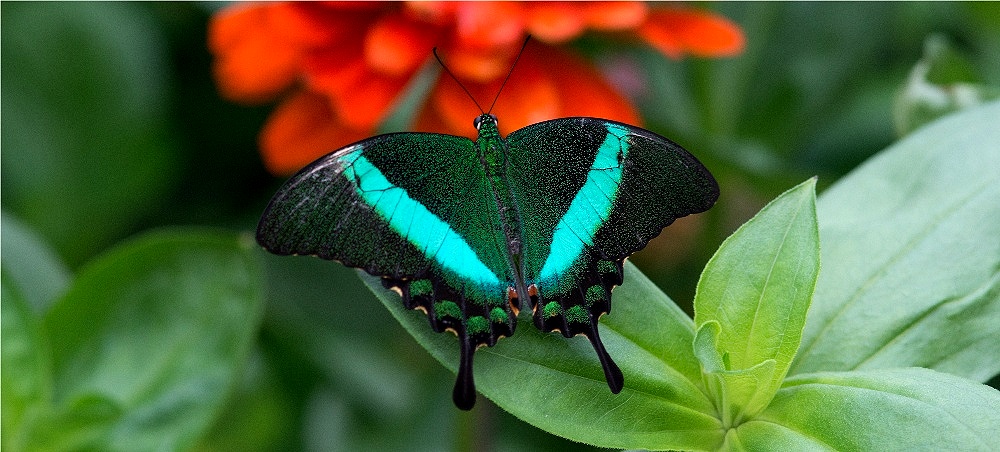 Emerald Swallowtail  