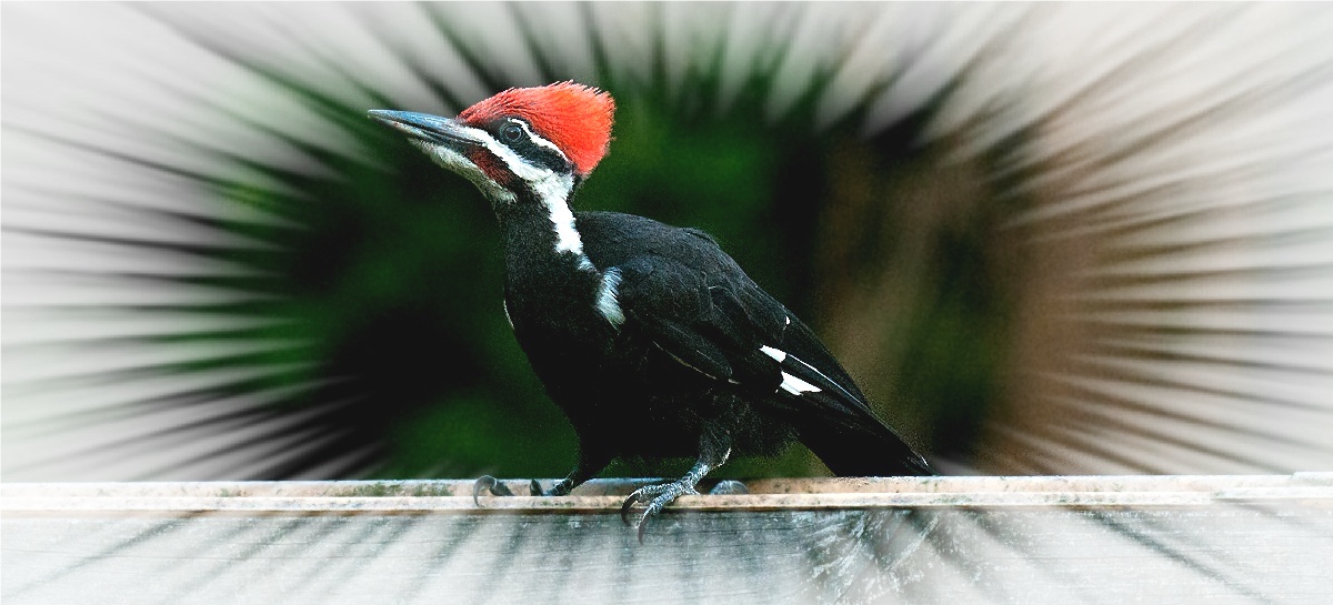 Pileated Woodpecker