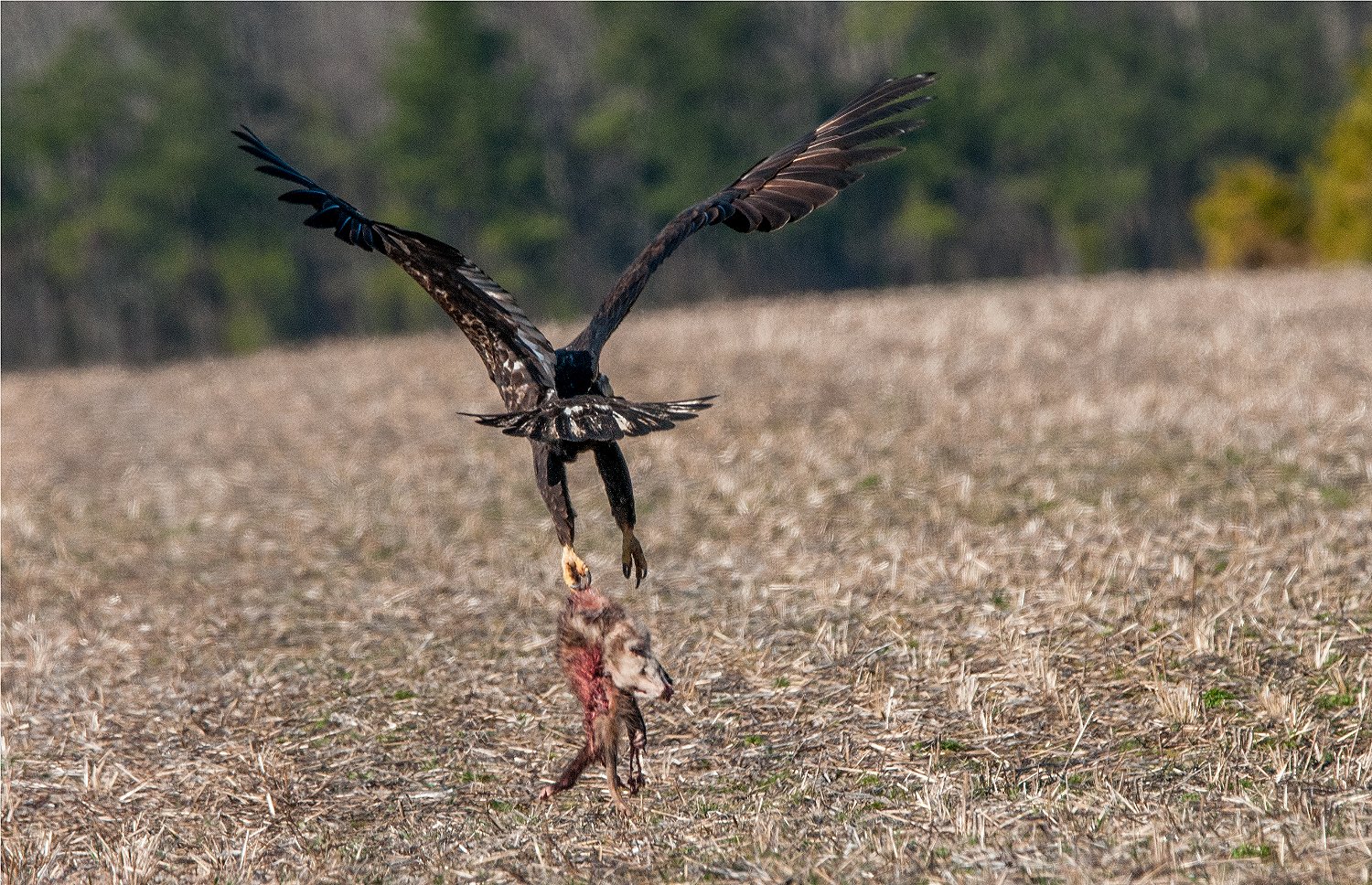 Bald Eagle Carrying Away a Fox Carcass ......