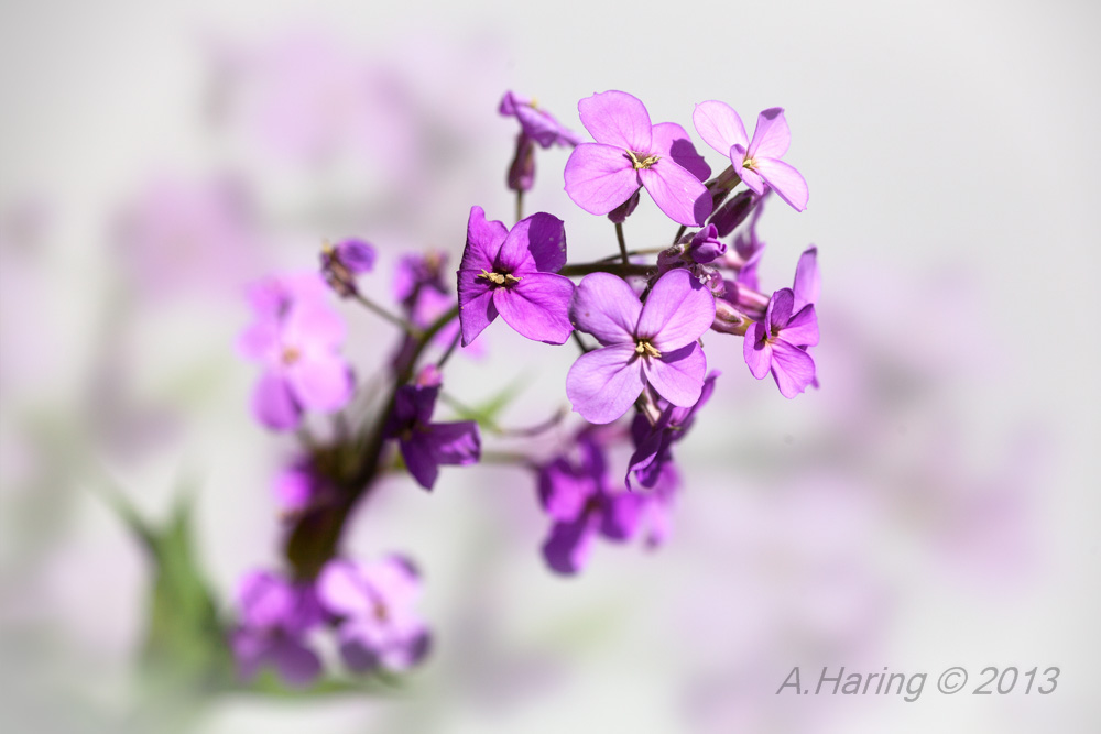 Woodland Phlox