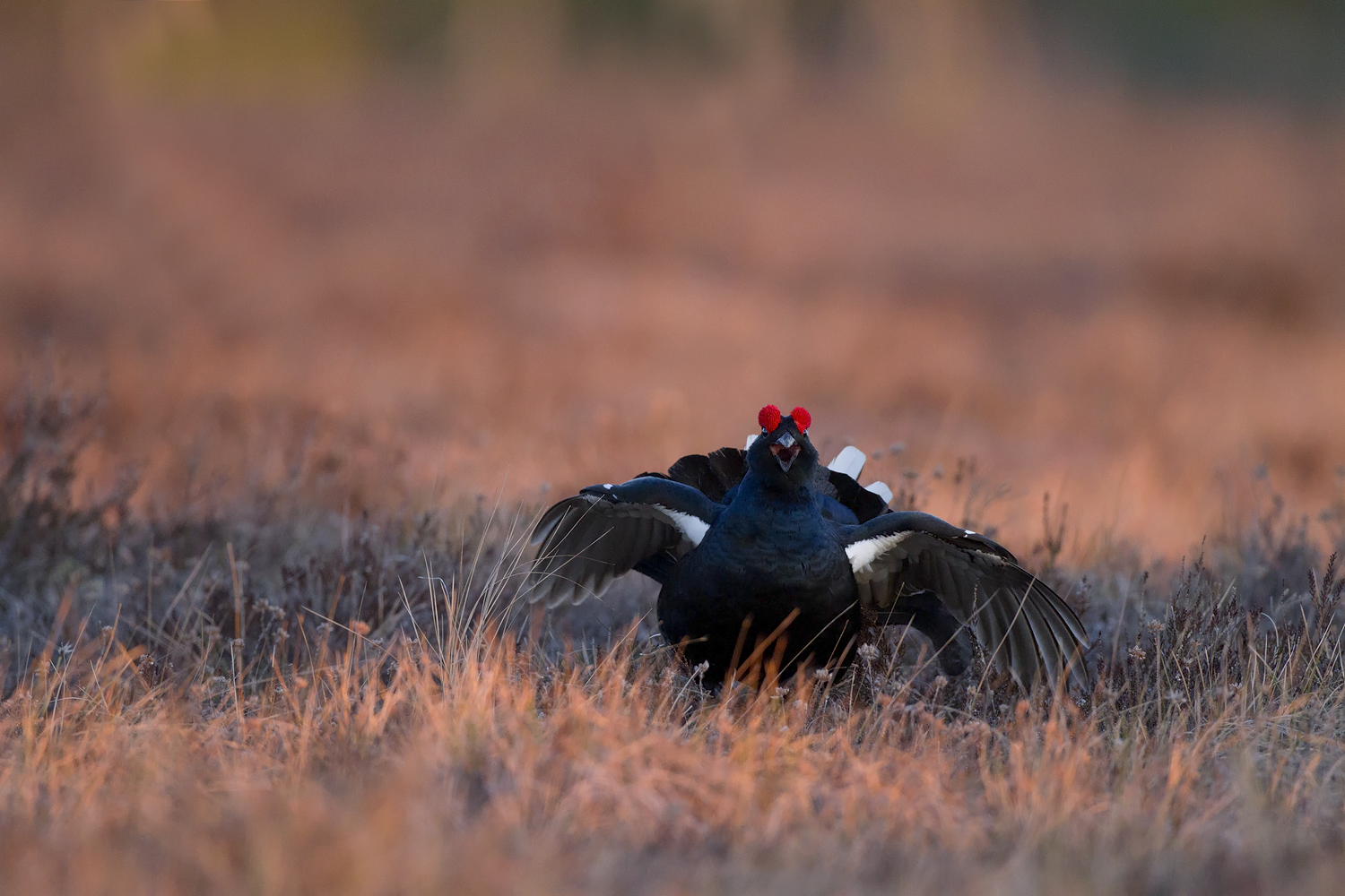 Black grouse