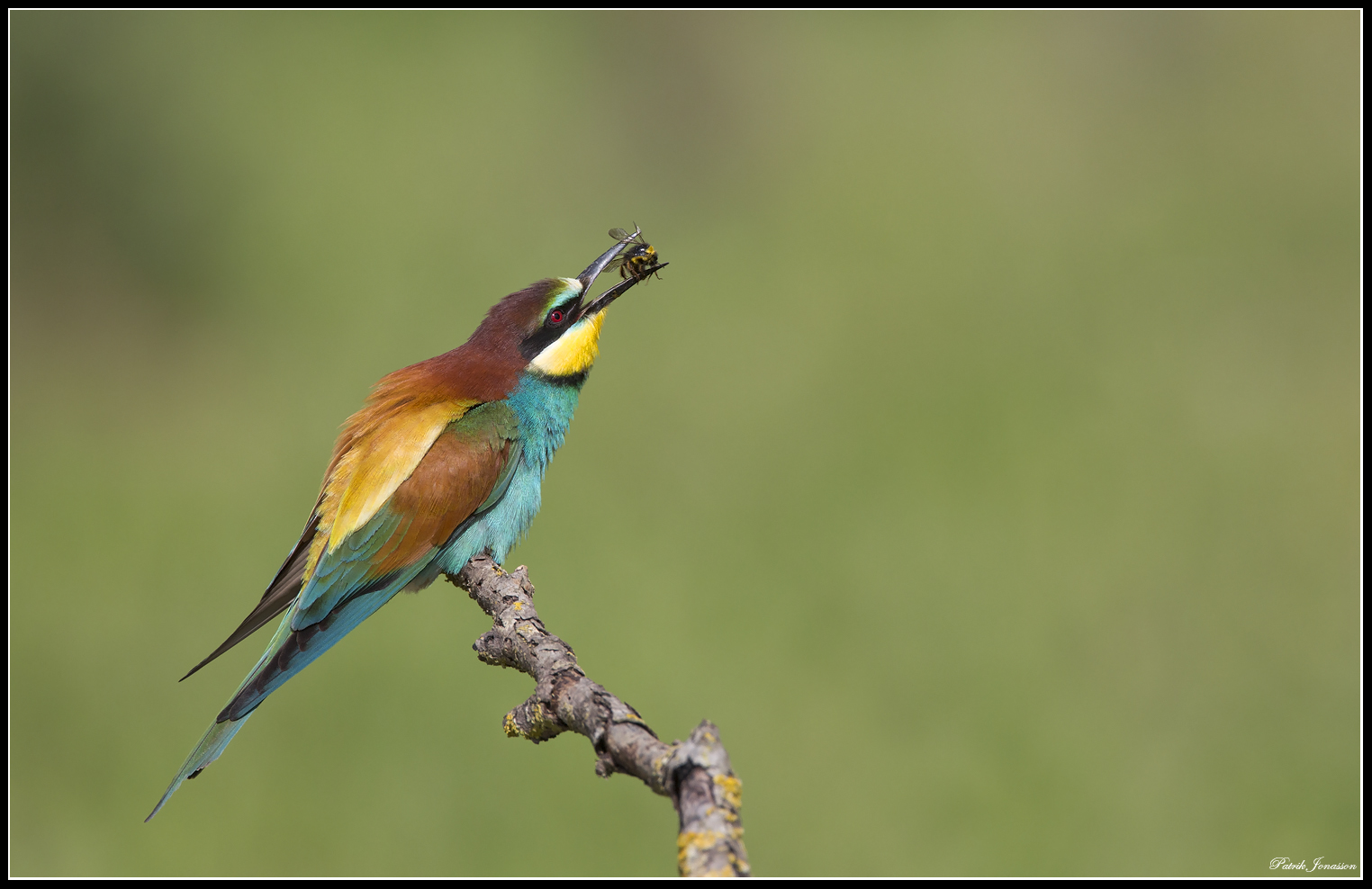 Beeater (Merops Apiaster)