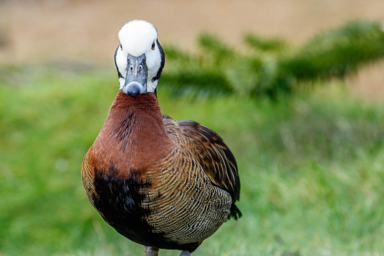 White faced tree duck