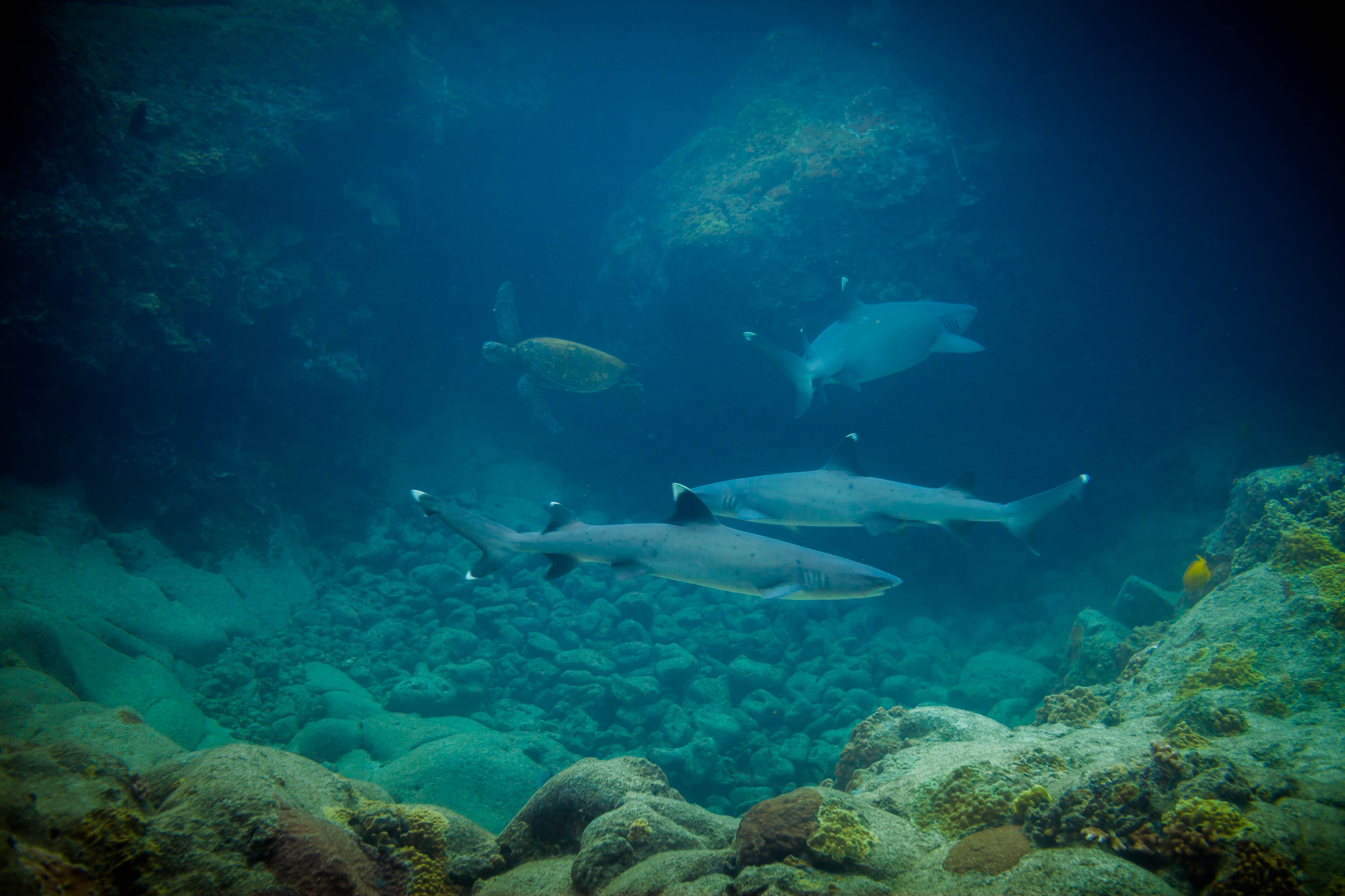 Plenty of White Tip Sharks at Suckem Up 