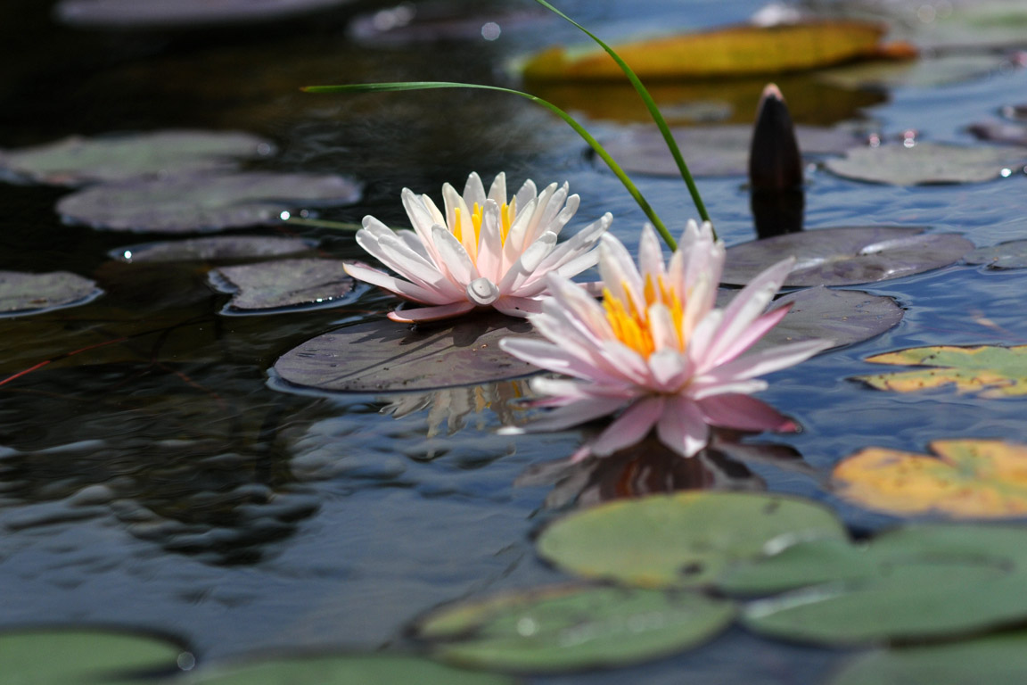 DSC_6655.jpg