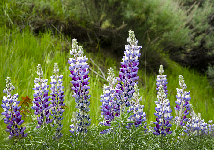 Those Wildflowers