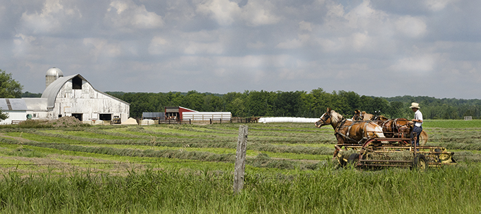 Amish Harvest, Mio/Michigan