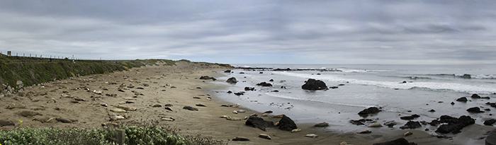 Elephant Seal Beach - Cambria