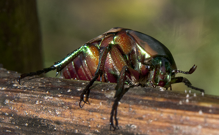 Green June Beetle (AKA fig beetle)