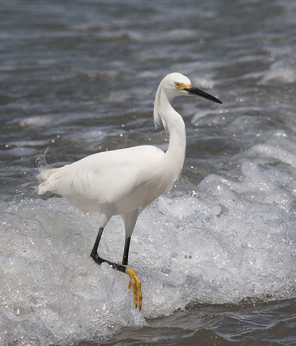 Snowy Egret