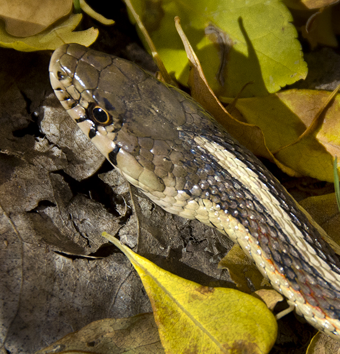 New Mexico Garter Snake