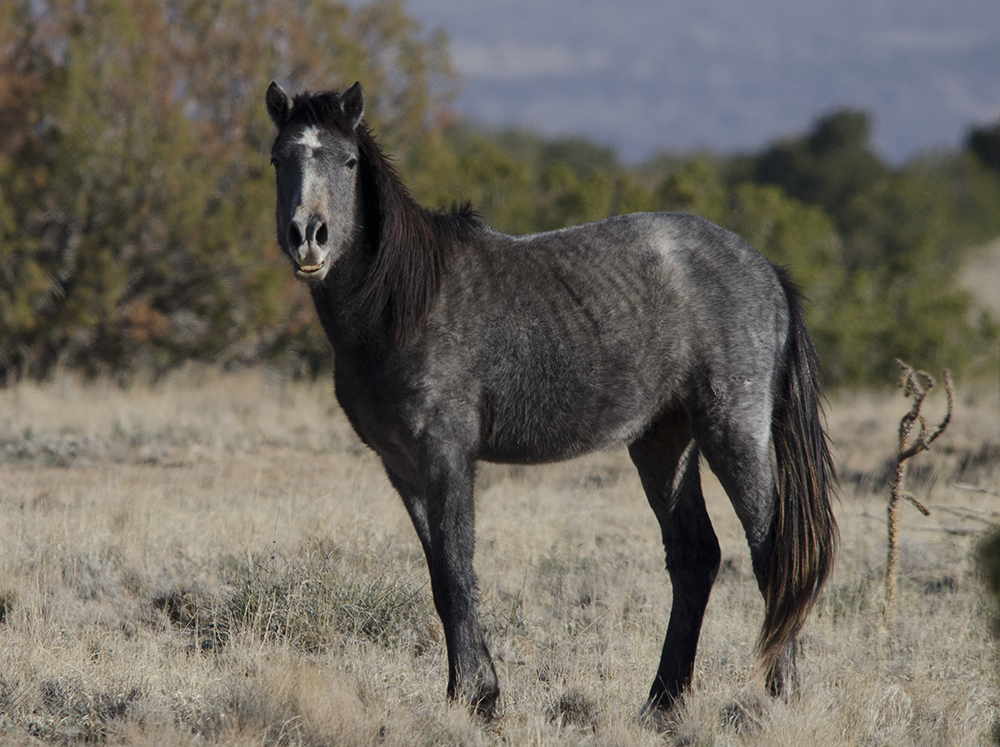 Wild Horses of Placitas