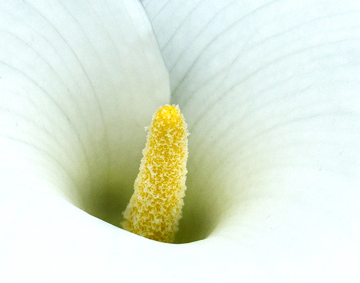 Cala Lily