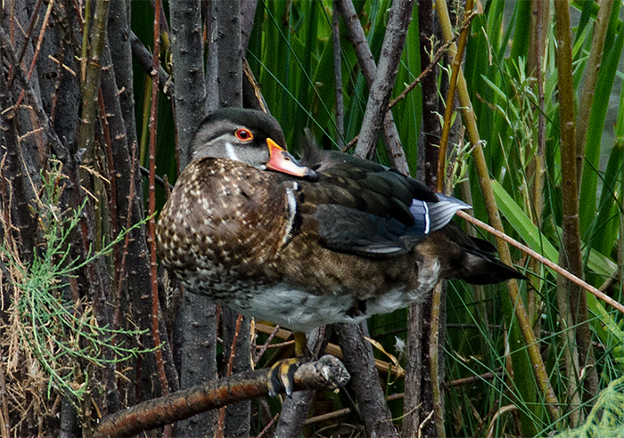 Male Wood Duck