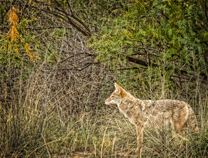 Prowling Coyote