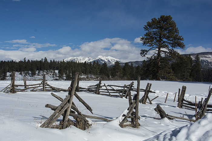 Snowy Meadow, Durango, Colorado