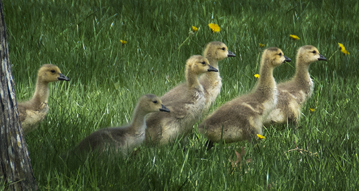 March of the Goslings