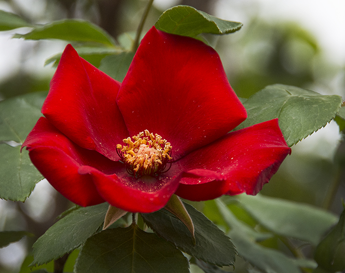 Maria's Red Rose