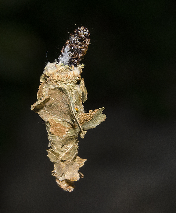 Spinning Bagworm