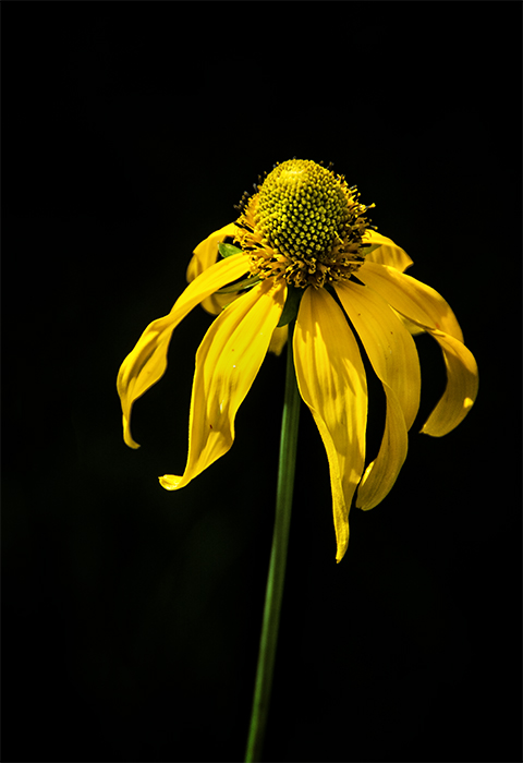 Those Wildflowers