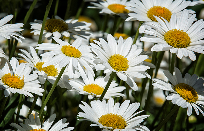 Those Wildflowers