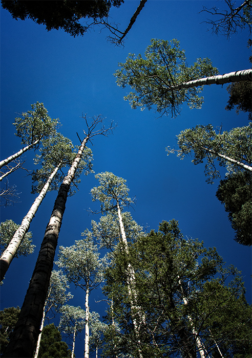 Aspens in the New Mexico Sky