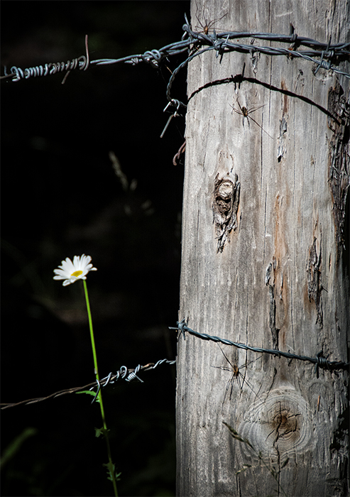 The Spiders and the Daisy