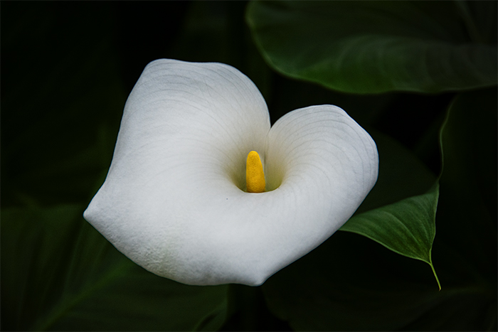 Cala Lily