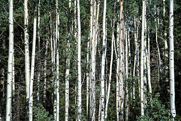 Aspen Tangle