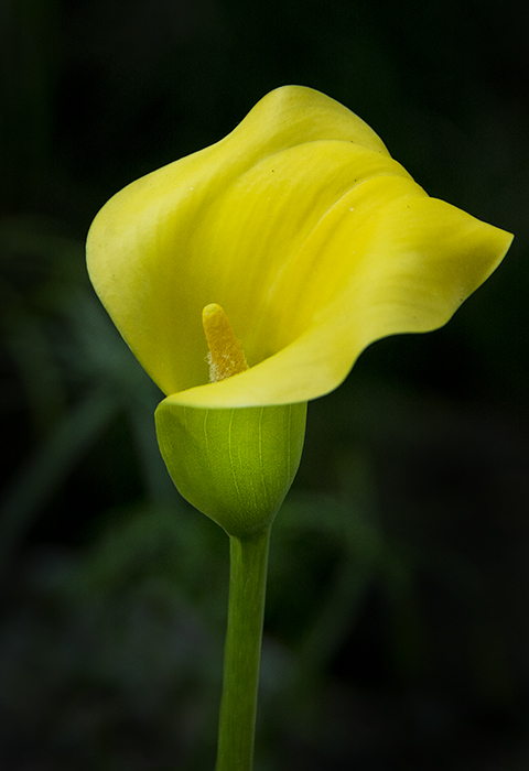 Cala Lily