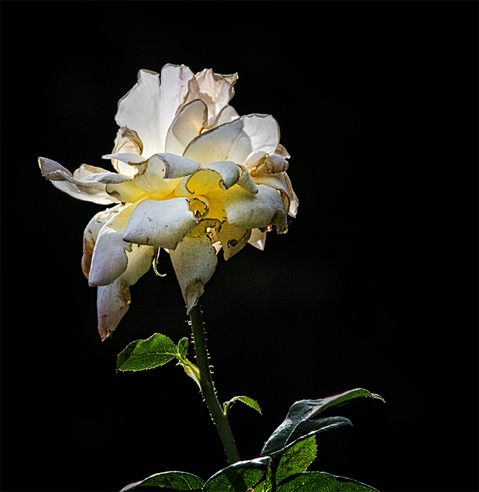 White Rose of Summer