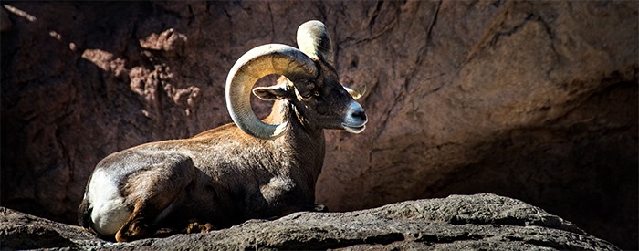 Desert Big Horn Sheep