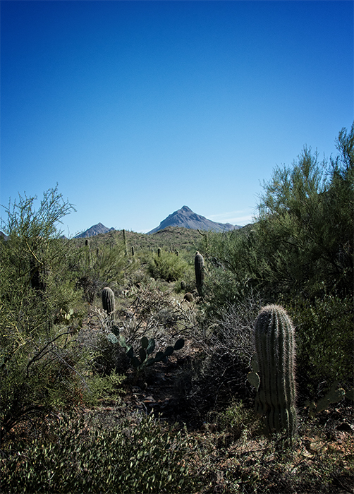 Suguaro Trail