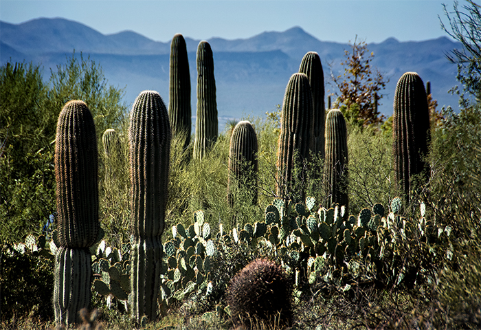 Suguaro Garden