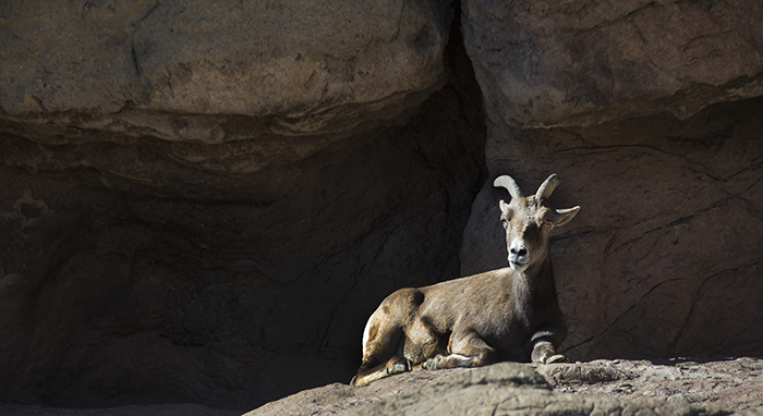 Lady Desert Big Horn Sheep