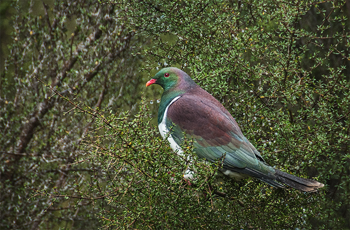 New Zealand Pidgeon