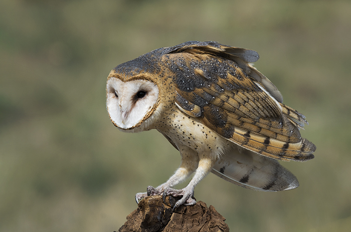 Barn Owl