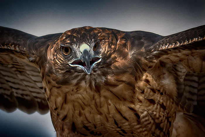 Red Tailed Hawk