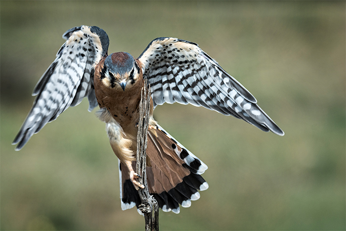 Kestrel