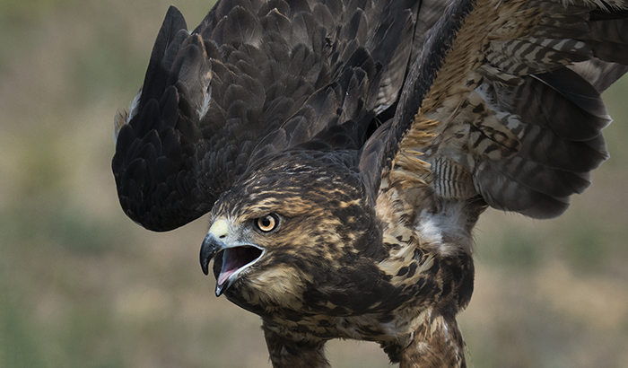 Red Tailed Hawk