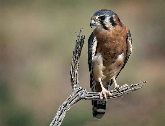 Kestrel