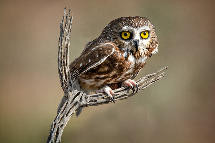 Northern Saw Whet Owl