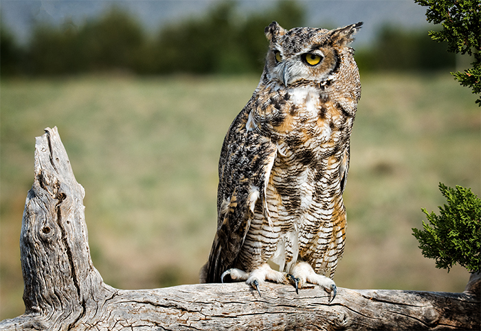 Great Horned Owl