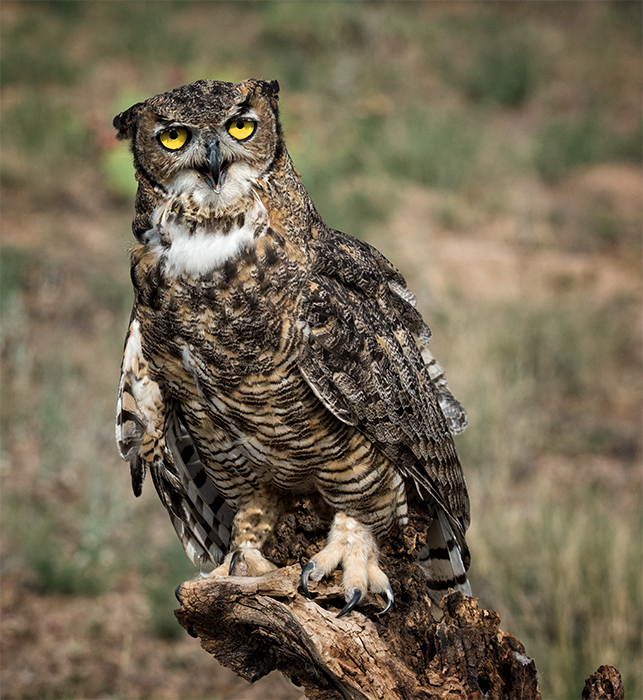 Great Horned Owl