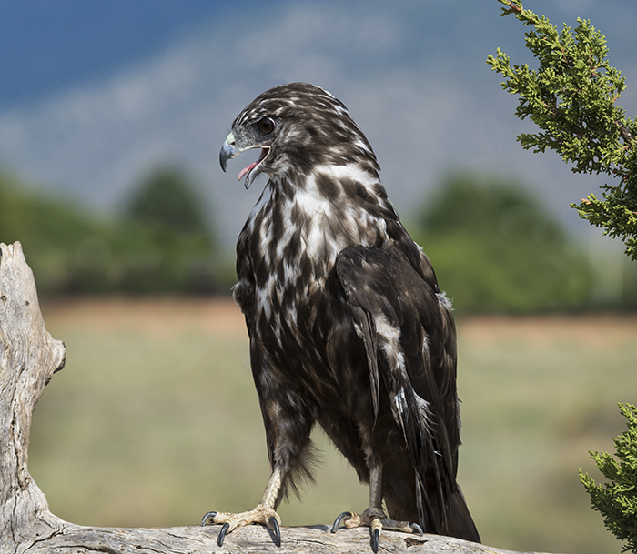 Harlan's Red Tail Hawk